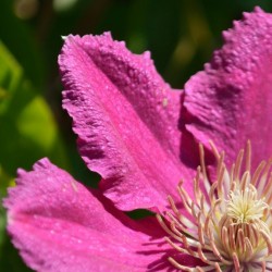 Clematis Comtesse de Bouchaud